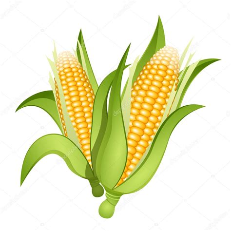 Ears Of Corn Stock Vector Tiloligo