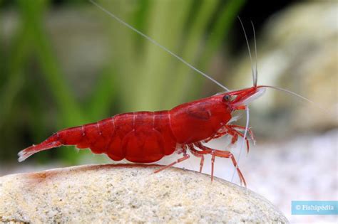 Red Cherry Neocaridina Davidi Red Cherry Crust Ceo