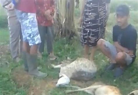 Warga Wonotunggal Resah Teror Serangan Harimau Mangsa Kambing Ternak