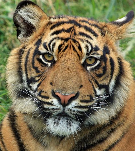 gambar harimau sumatera harimau gratis pixabay