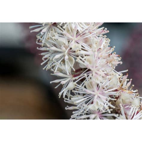Клопогон Пинк Спайк(Pink Spike) по цене 20 руб. - купить саженец с ...