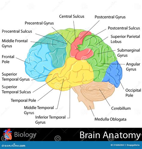 Brain Anatomy stock illustration. Illustration of mental - 31606304