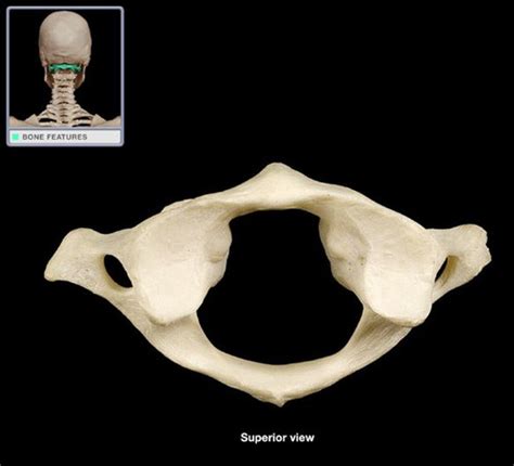 Axial Postcrania Shoulders Flashcards Quizlet