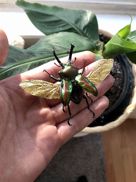 I Gilded The Wings Of A Rainbow Stag Beetle Phalacrognathus Muelleri