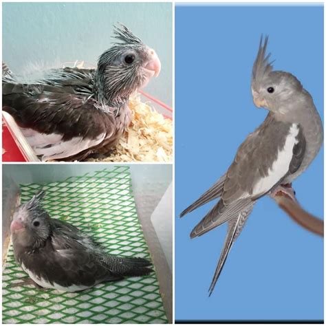 The Fallow Cockatiel Breeding Cockatiel Mutations