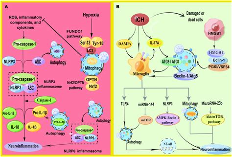 A Schematic Illustration Of Autophagy Regulates NLRP3 Inflammasome