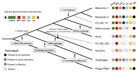 Evolutionary Model For The Origin Of The Major Lineages Of Eukaryotic