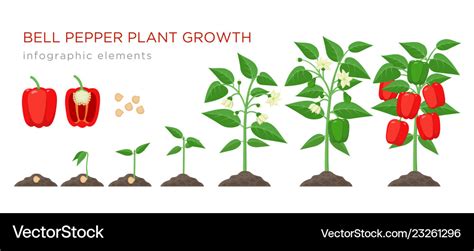 Sweet Pepper Plant Growth Stages Infographic Vector Image