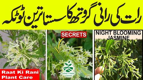 Raat Ki Rani Plant Raat Ki Rani Plant Care 2023 Night Blooming