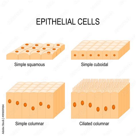 Types Of Epithelial Cells Stock Vektorgrafik Adobe Stock