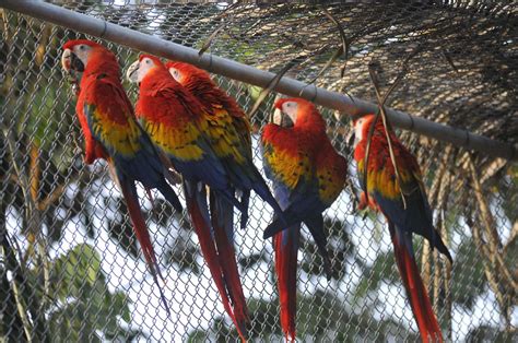 Costa Rica Lanza Campaña Contra El Cautiverio Y La Caza De Animales