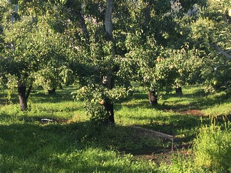 Improving Irrigation Efficiency In Pears Case Studies Wsu Tree