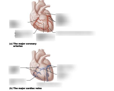 Coronary Circulation Diagram Quizlet