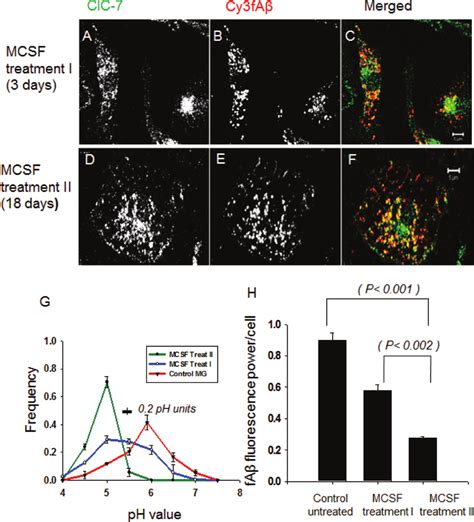 Activation Of Primary Mouse Microglia With MCSF Recruits ClC 7 To