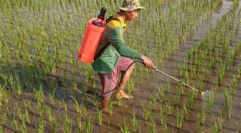 Pengendalian Hama Dan Penyakit Pada Tanaman Padi Varietas Mekongga Di