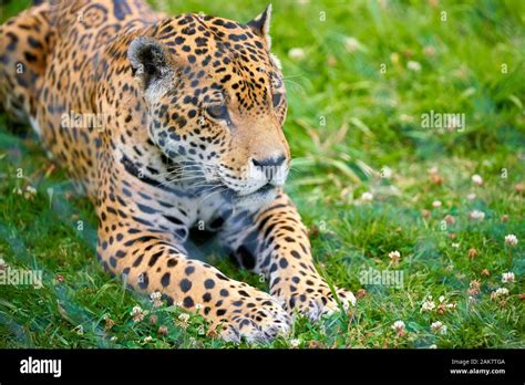 Lion of South Africa Stock Photo - Alamy