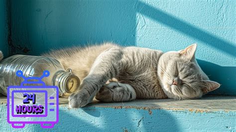 24 HOUR Calming Music For Cats With Anxiety Sleep Music For Cats