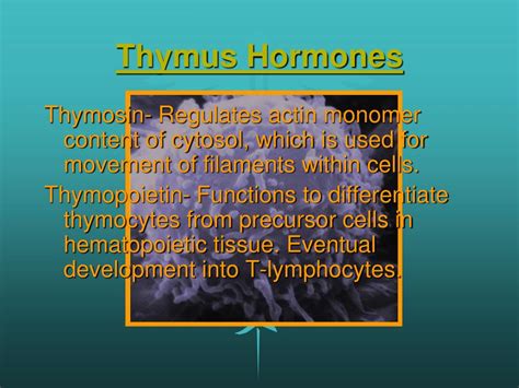 PPT - Endocrine System Organs: Thymus PowerPoint Presentation, free ...