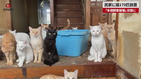 【速報】民家に猫170匹放置 「多頭飼育崩壊」状態に Youtube