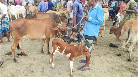 আজ ৪ আগস্ট ৫৮ হাজার থেকে বাছুরসহ গাভী গরুর দাম আমবাড়ী হাট Youtube