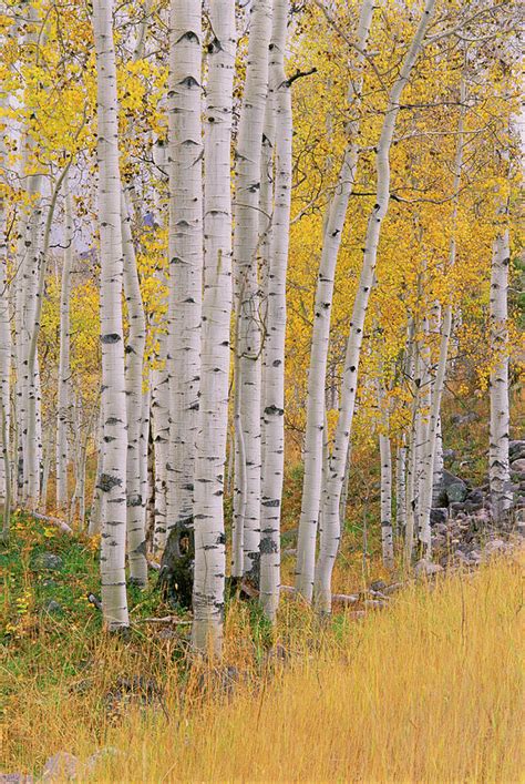 Aspen Tree