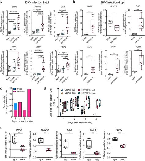 Zikv Infection Of Osteoblastic Like Cells Increase Osteogenic Gene Download Scientific Diagram