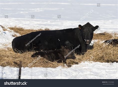 Cattle Snow Feedlot Over 11 Royalty Free Licensable Stock Photos