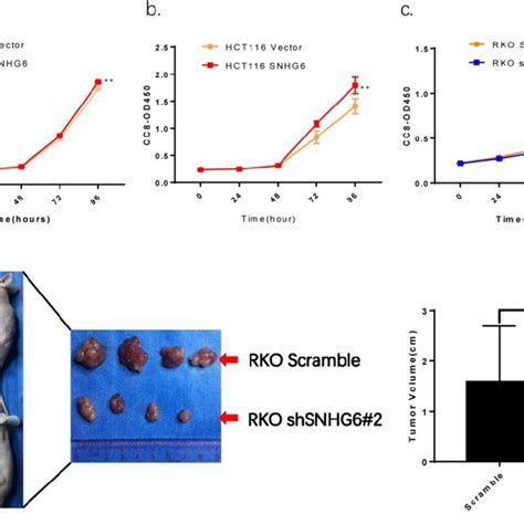 Snhg Promotes Crc Cell Proliferation In Vitro And Represses Tumor