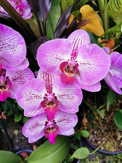 Merah Jambu Orchid Ngengat Foto Gratis Di Pixabay Pixabay