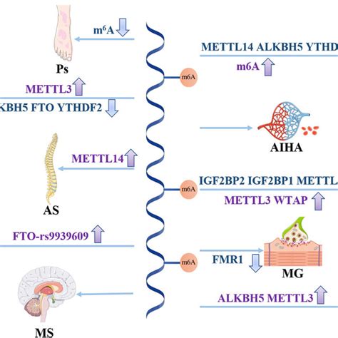 M A Rna Methylation Related Enzymes In Autoimmune Diseases