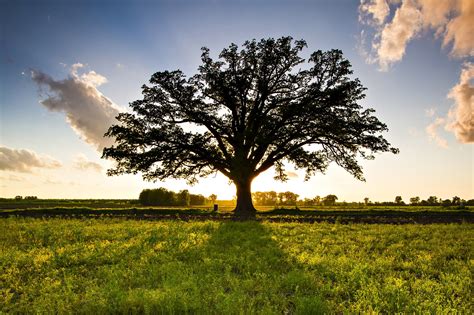 Russell Tree Experts — The Mighty Bur Oak