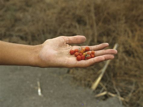 Wild Ancestor Of Tomato Ecuador These Tiny Wild Tomatoes G Flickr