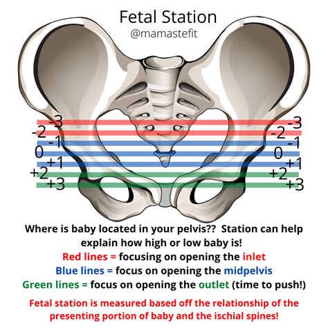 Understanding Cervical Checks — MamasteFit