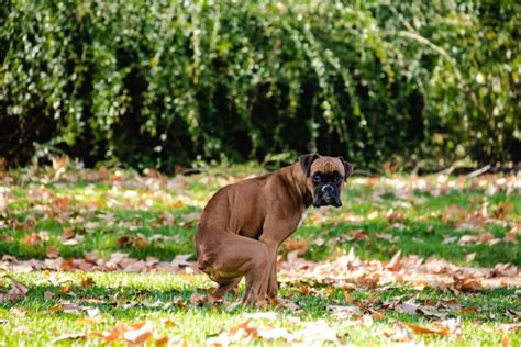 Cuantas Horas Puede Aguantar Un Perro Sin Defecar Descubre El Tiempo