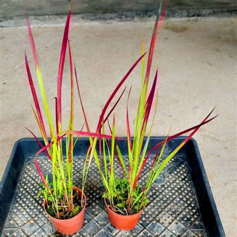 Red Baron Grass Bold Japanese Blood Grass Perennial Ornamental Live