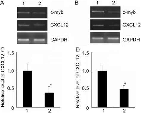 C Myb Sirna Inhibited C Myb Mrna Cxcl Mrna And Protein In T D And