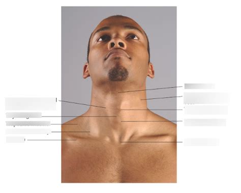 Neck #1 Diagram | Quizlet
