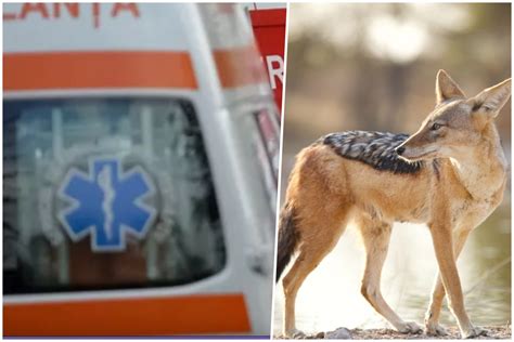 Animalul periculos care a început să facă ravagii în România E extrem