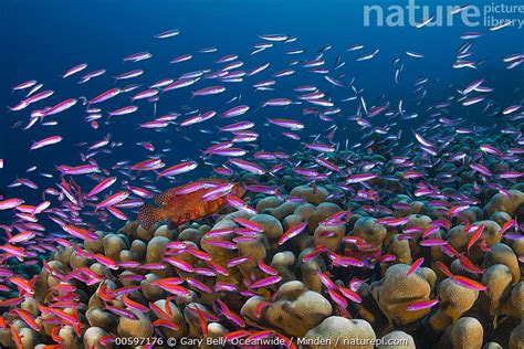 Stock Photo Of Whitley S Splitfin Luzonichthys Whitleyi School