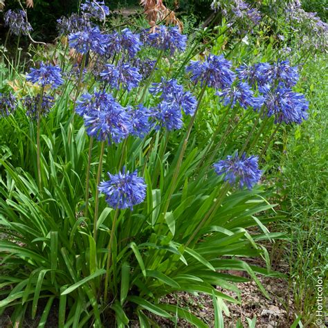 Agapanthes Comment Les Planter Les Entretenir Et Les Conserver