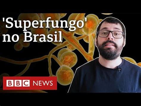 Candida Auris O Que Se Sabe Sobre O Caso Suspeito No Brasil De