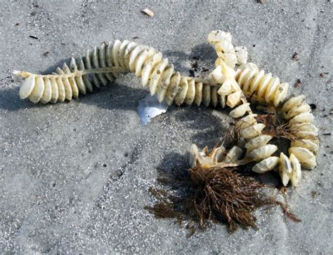 Winter Is A Perfect Time For The Beach And For Collecting Seashells