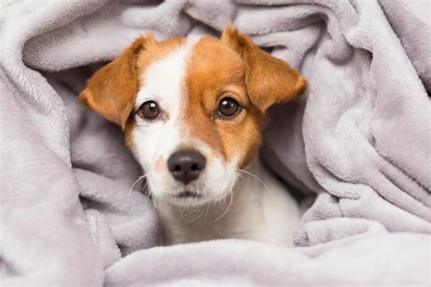 Un chien a t il froid 7 conseils dexperts pour bien le réchauffer Blog