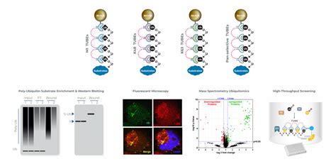 Tandem Ubiquitin Binding Entities Tubes Lifesensors