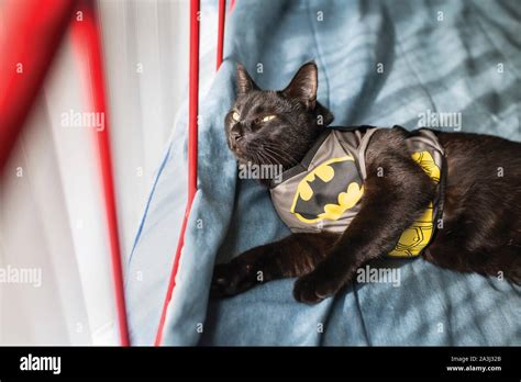 Arriba 86 Imagen Batman With Cat Abzlocal Mx