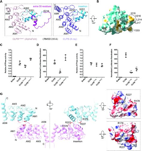 The Ank Domain Is Essential For The Disaggregase Activity Of Clpb A