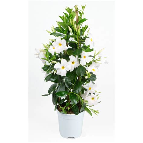 GROW by OBI Dipladenie Weiss Pyramide Dipladenia Topf Ø 17 cm kaufen