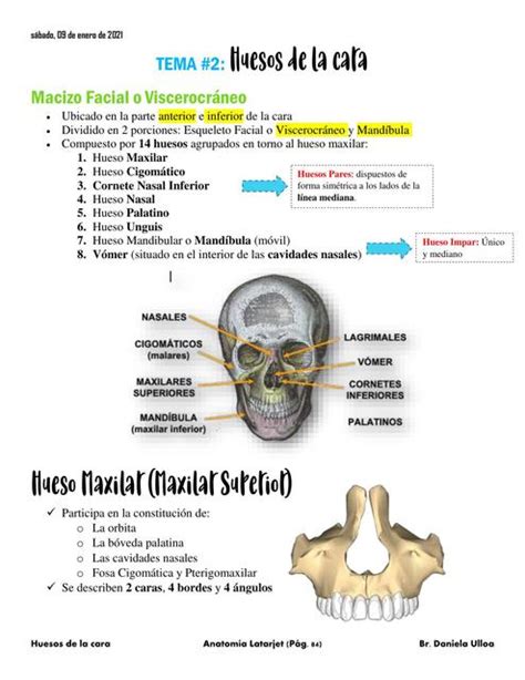 Huesos De La Cara Mapas Mapas Conceptuales Udocz Kulturaupice The