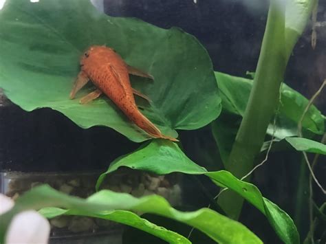 My Super Red Bristlenose Pleco 100 Plecs Has Just Discovered The
