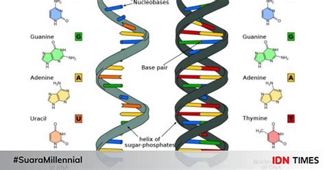 9 Perbedaan Dna Dan Rna Pada Molekuler Makhluk Hidup